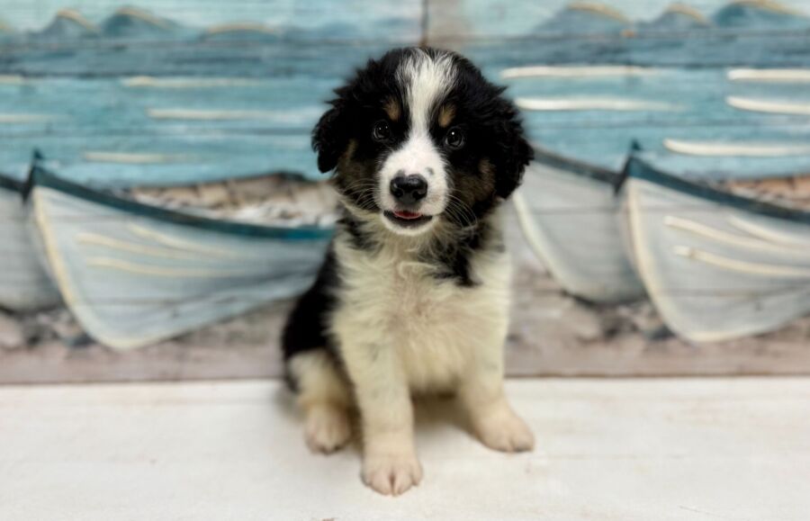 Australian Shepherd puppy for sale near Tampa