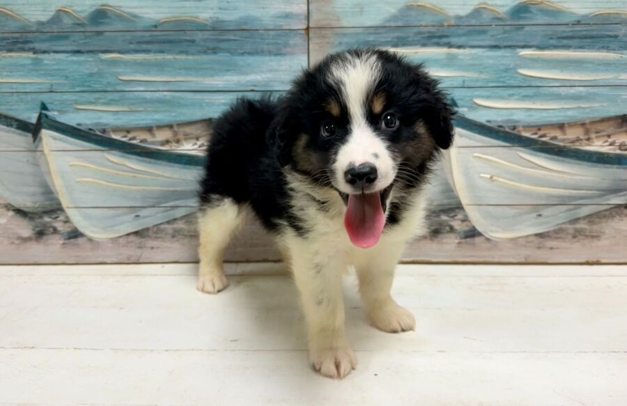 Australian Shepherd puppy for sale near Tampa