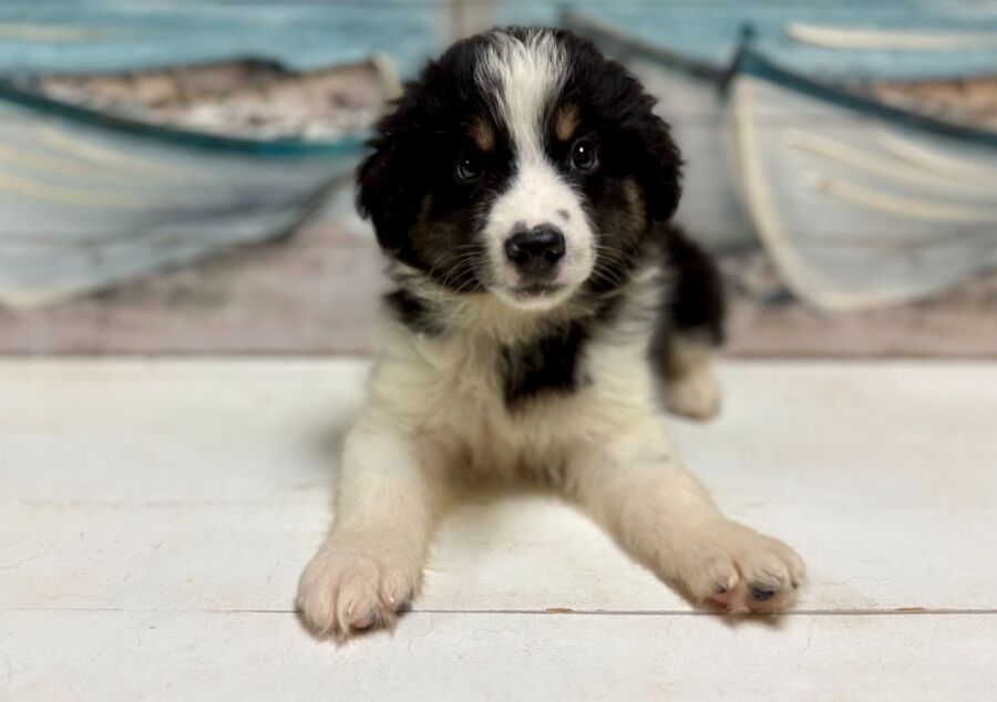 Australian Shepherd puppy for sale near Tampa