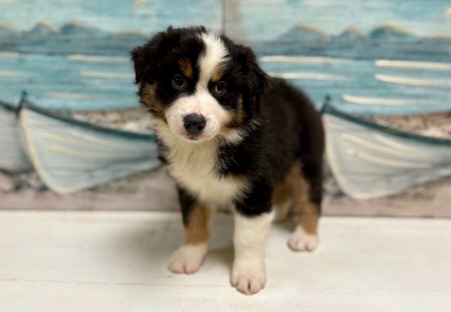 Australian Shepherd puppy for sale near Tampa