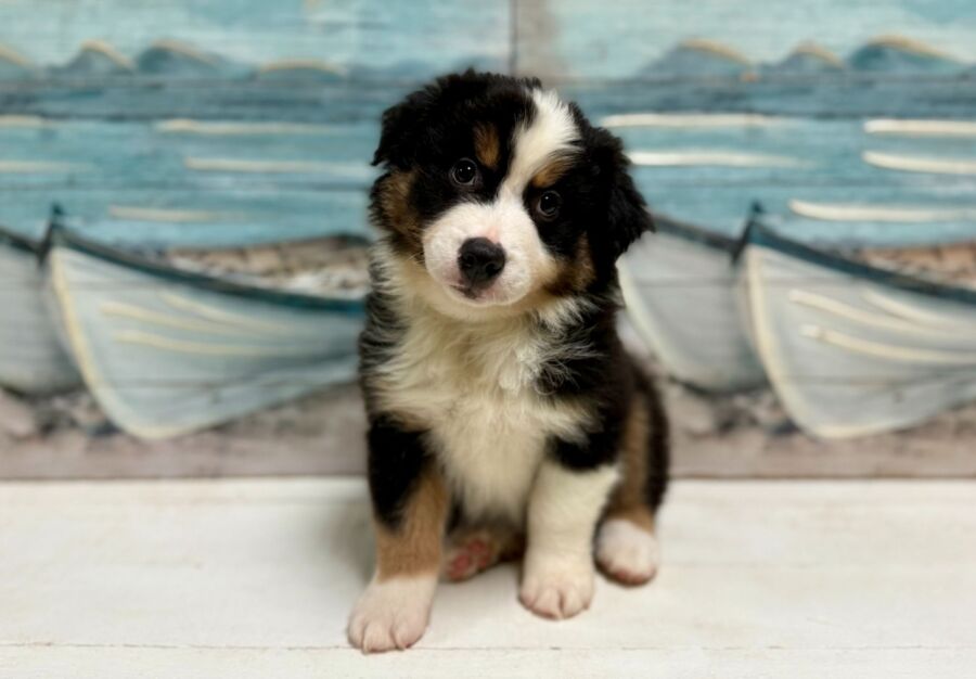 Australian Shepherd puppy for sale near Tampa