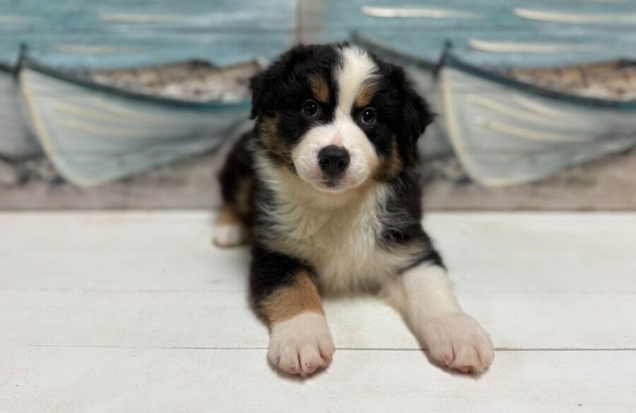 Australian Shepherd puppy for sale near Tampa