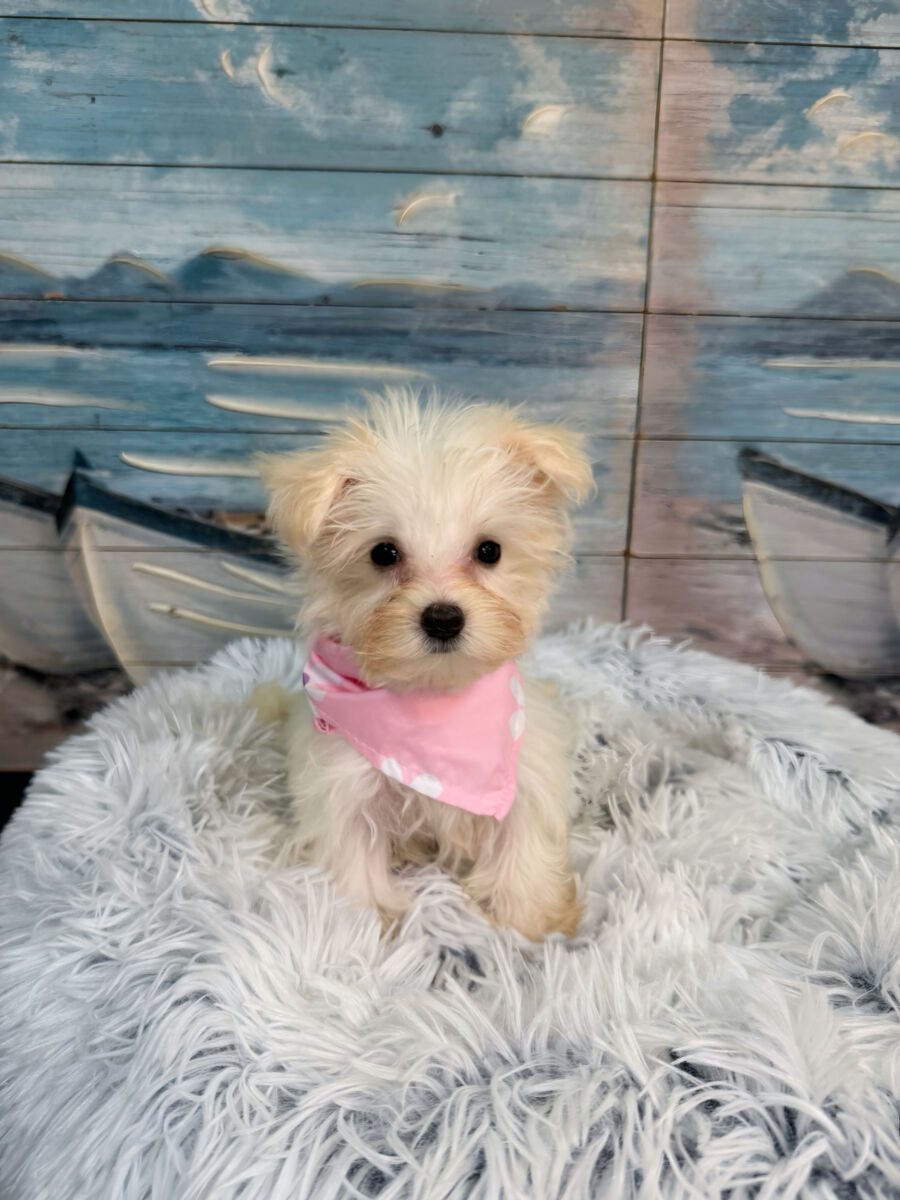 Tink - Image 2