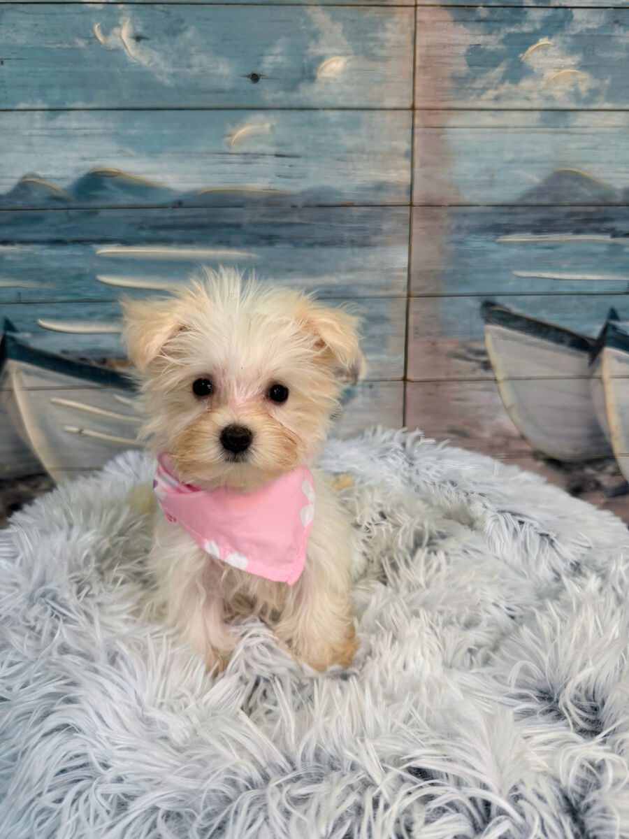 Tink - Image 3