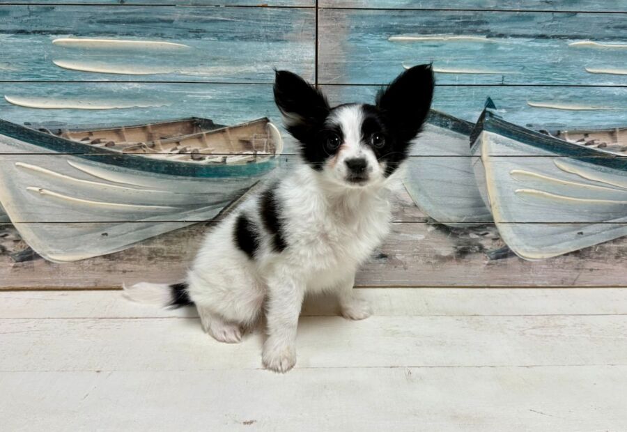 Papillon puppy for sale near Tampa