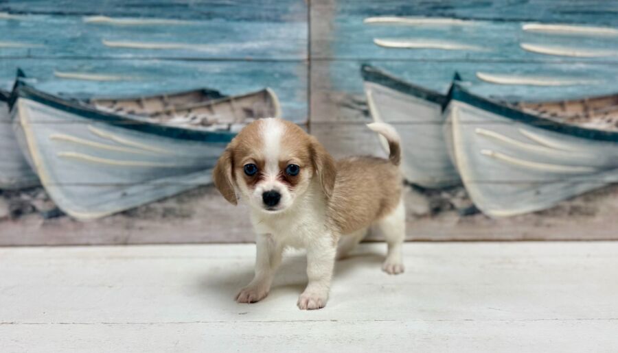 Pom Beagle puppy for sale near tampa