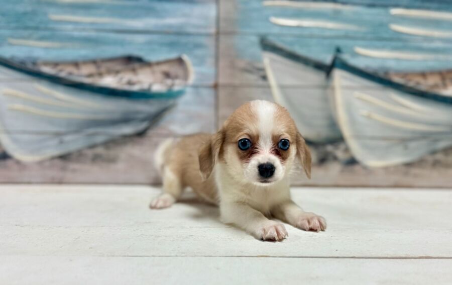 Pom Beagle puppy for sale near tampa