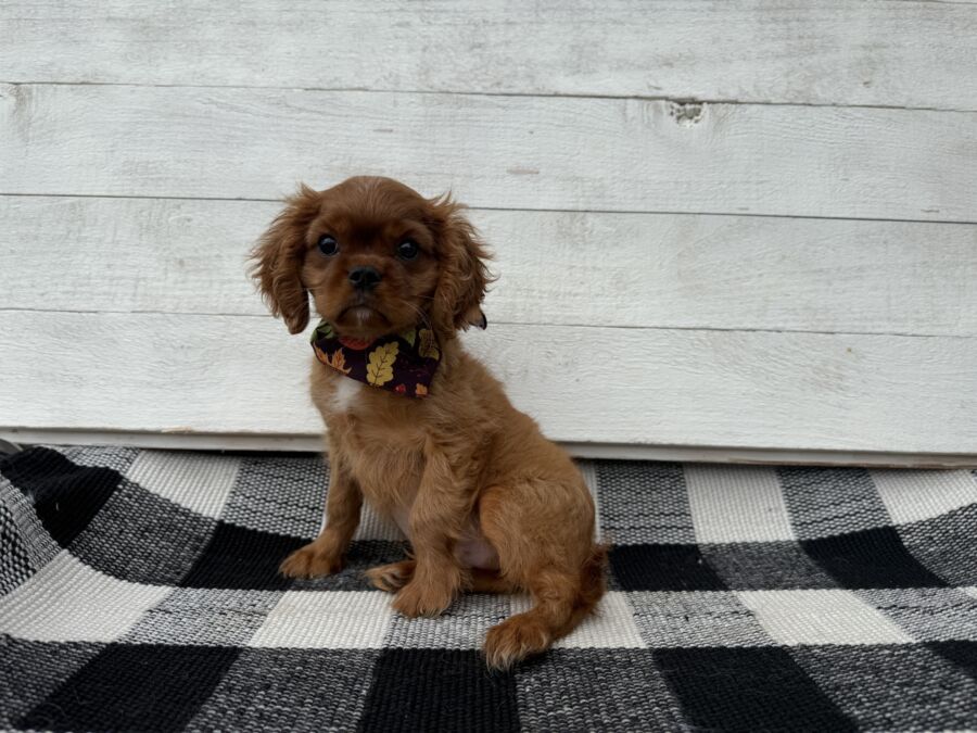 Clyde