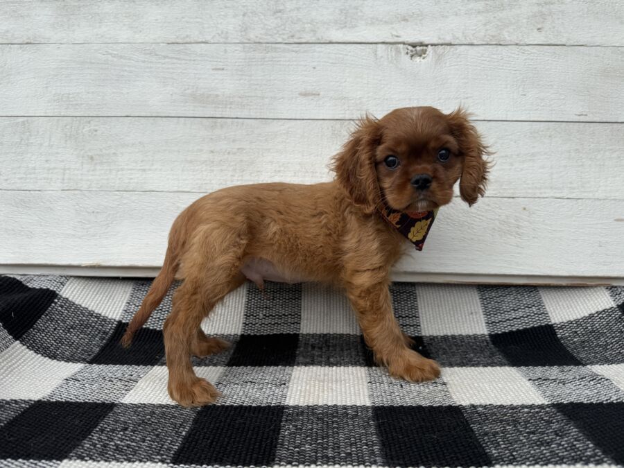 Clyde - Image 3