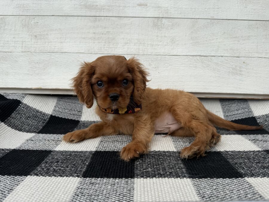 Clyde - Image 2