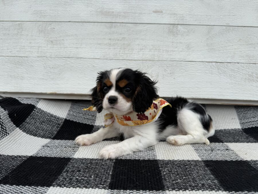 Bonnie - Image 2