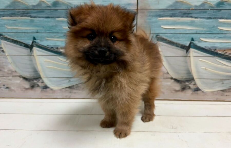 Pomeranian puppy for sale near Tampa