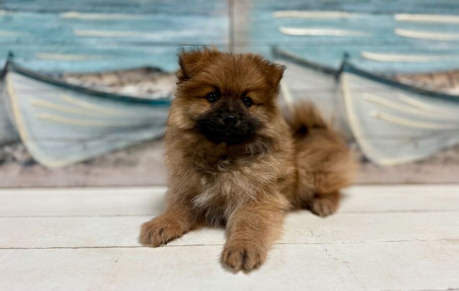 Pomeranian puppy for sale near Tampa