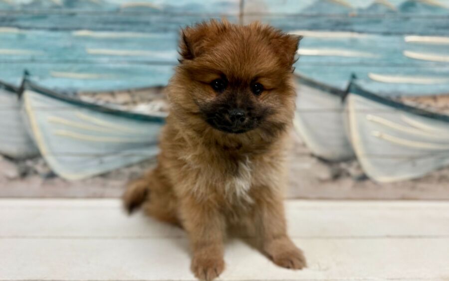 Pomeranian puppy for sale near Tampa