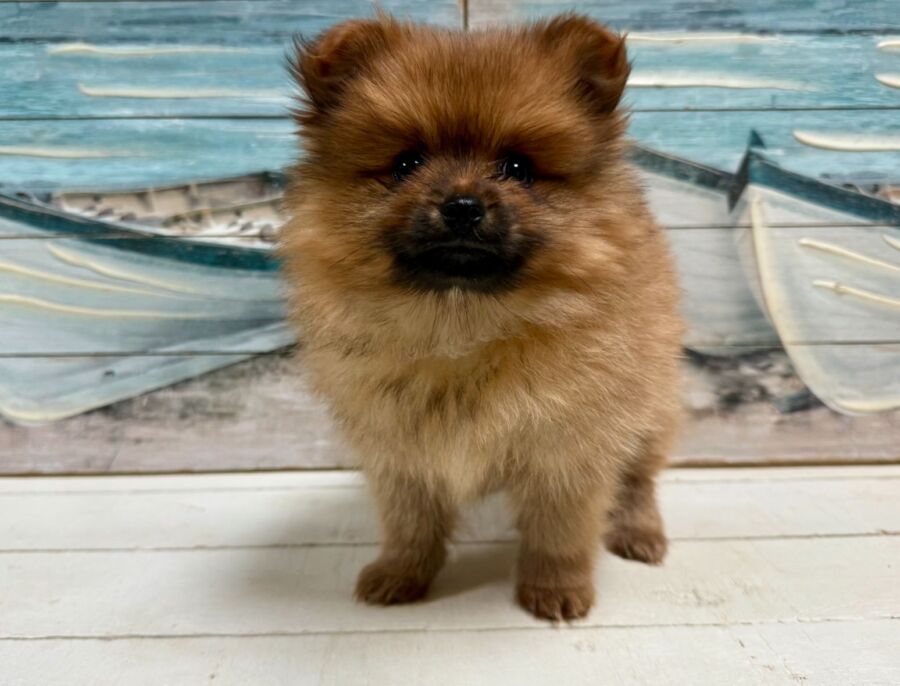 Pomeranian for sale near Tampa.