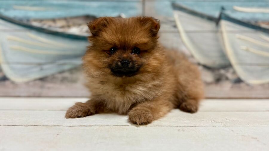 Pomeranian for sale near Tampa.