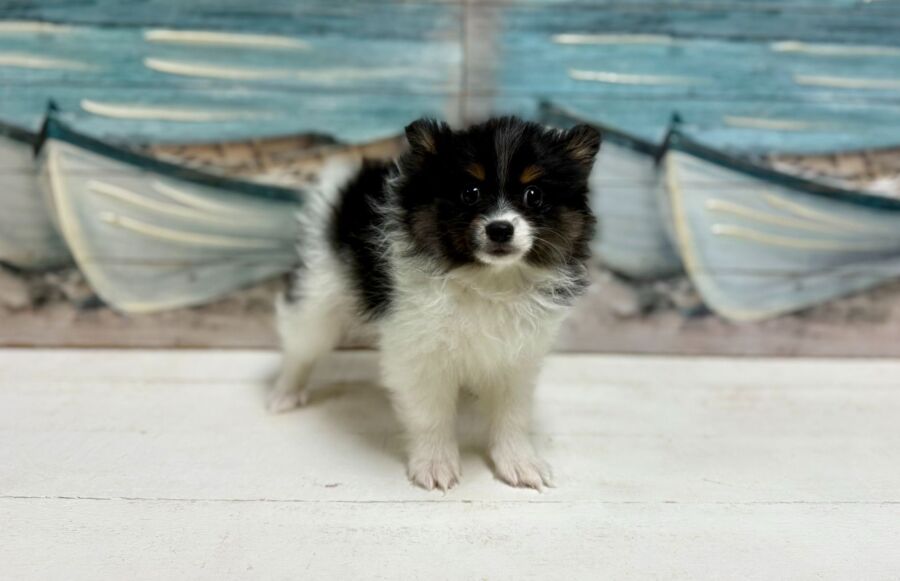 Pomeranian puppy for sale near Tampa