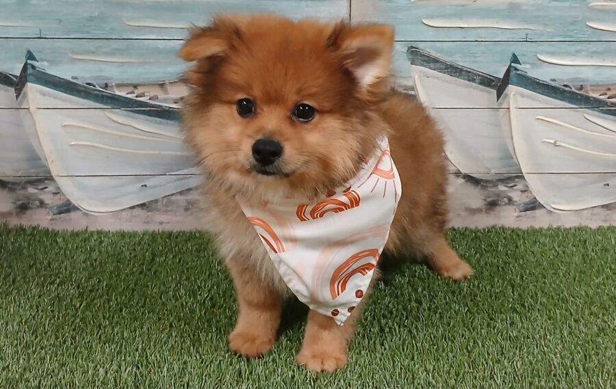 Pomeranian Puppies for sale near Tampa.