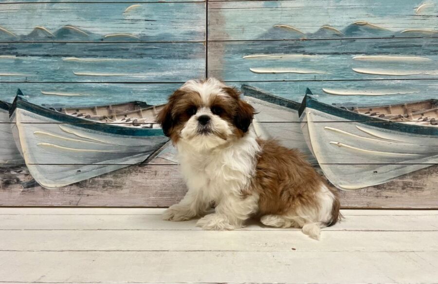 Shih Tzu puppy for sale near Tampa