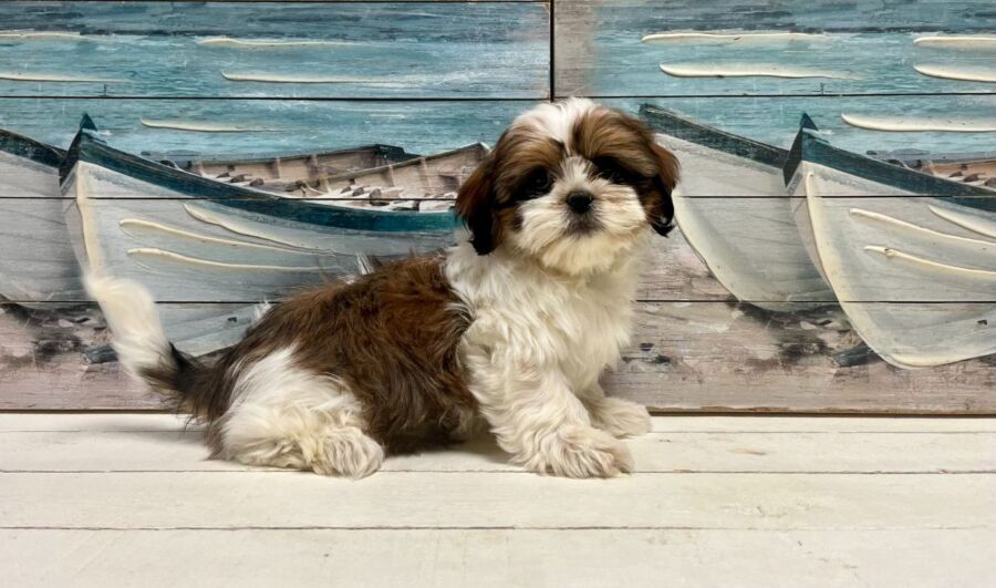 Shih Tzu puppy for sale near Tampa