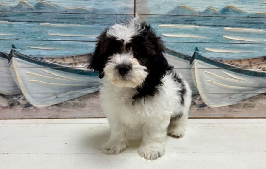 Teddy Bear puppy for sale near Tampa.