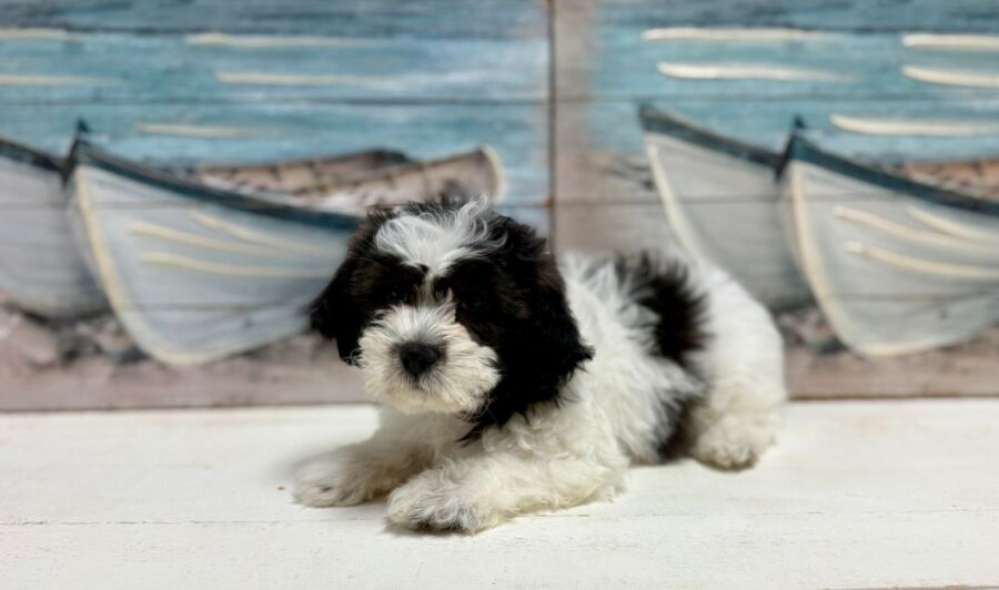 Teddy Bear puppy for sale near Tampa.
