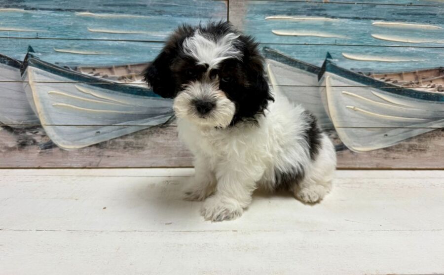 Teddy Bear puppy for sale near Tampa.