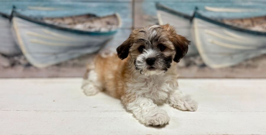 Teddy Bear puppy for sale near Tampa.