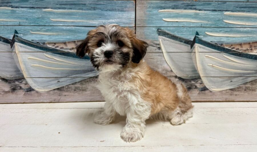 Teddy Bear puppy for sale near Tampa.
