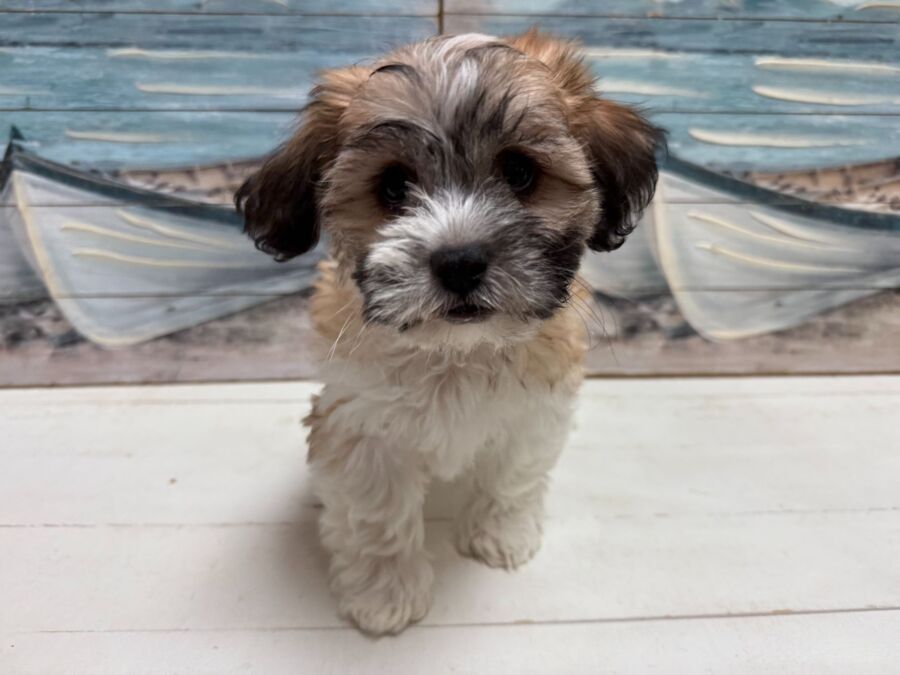 Teddy Bear puppy for sale near Tampa.