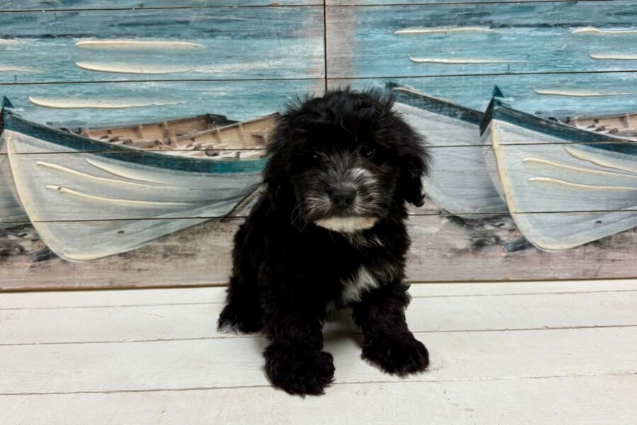 Mini Whoodle puppy for sale near tampa