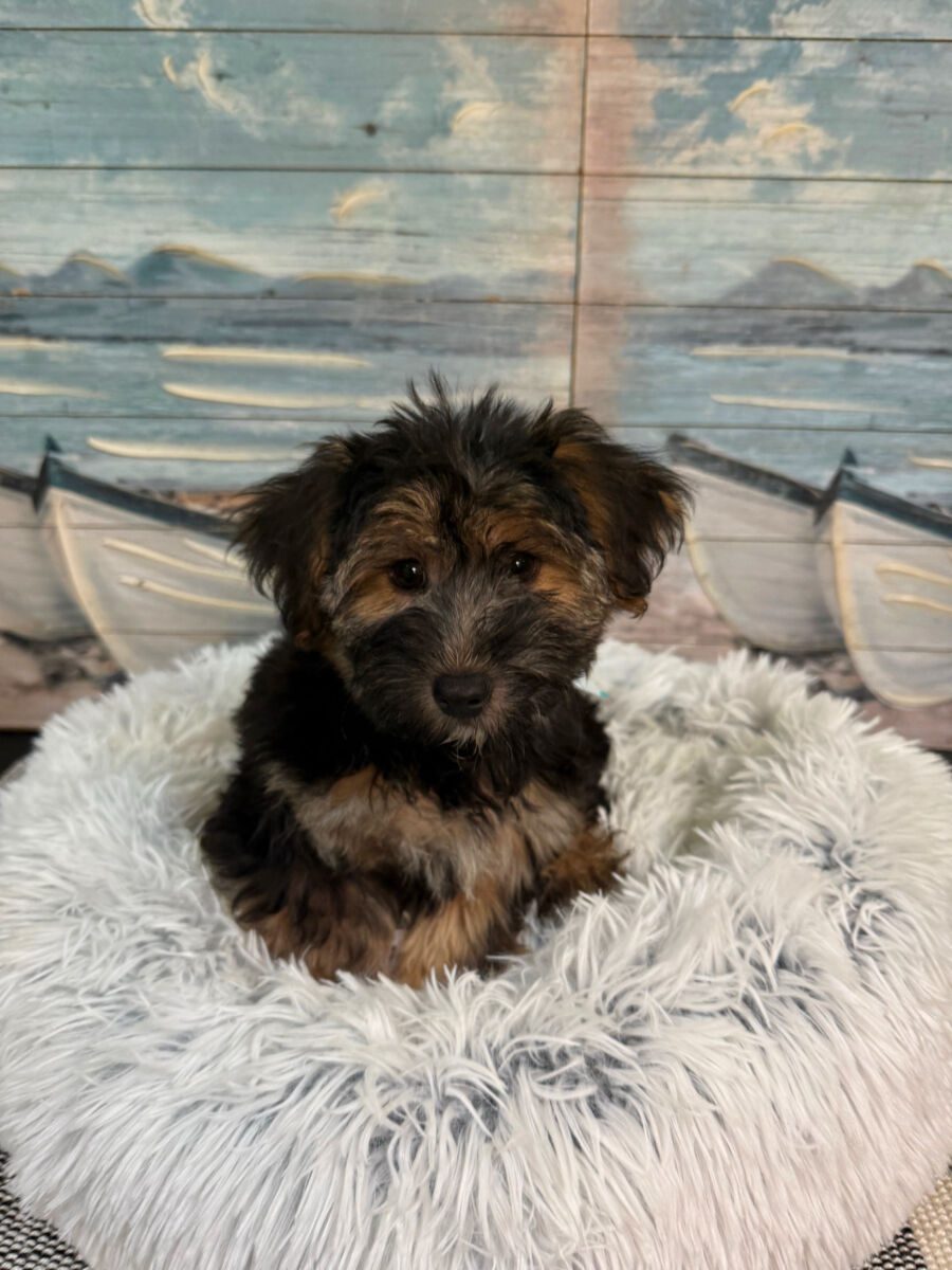 Benji