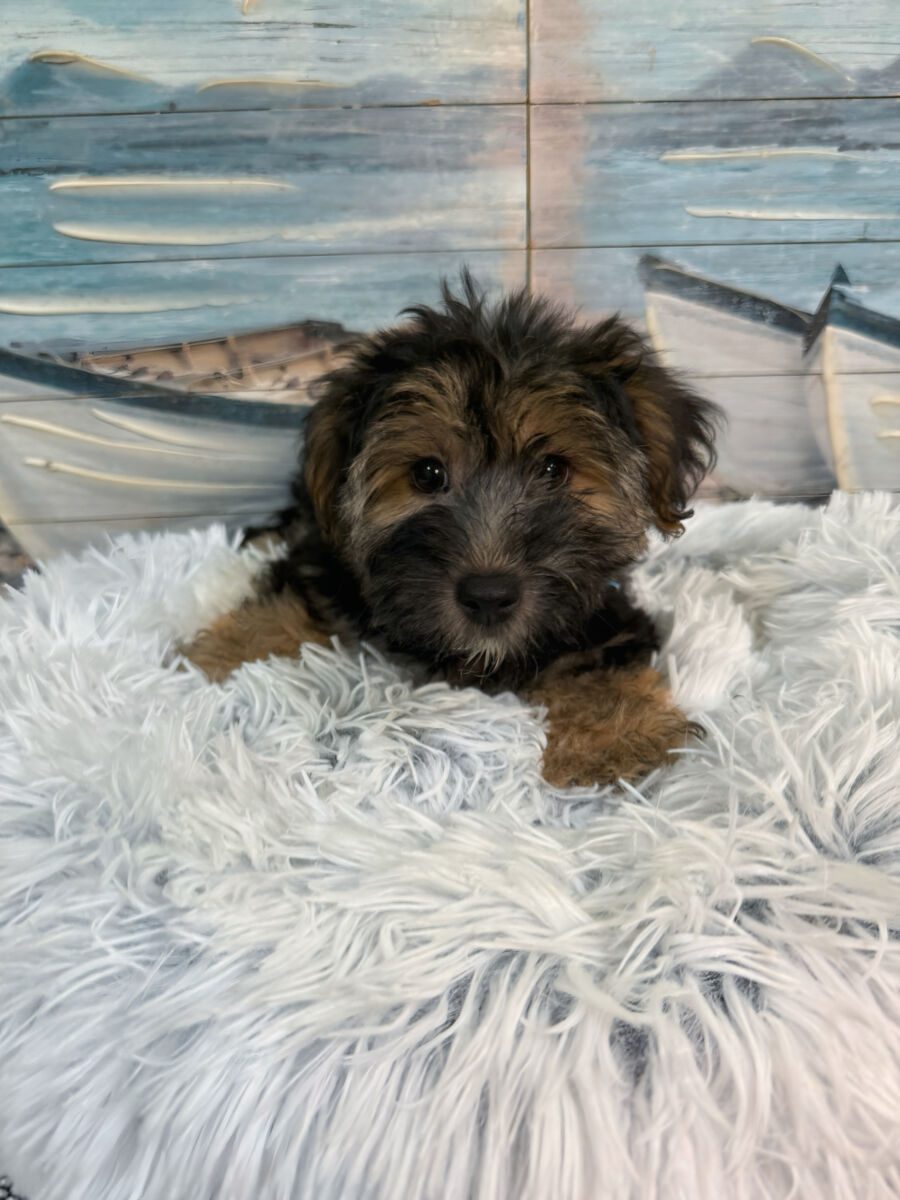 Benji - Image 3