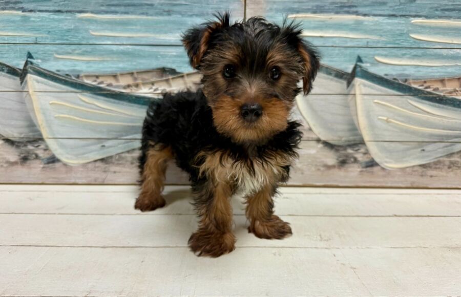Yorkshire Terrier puppy for sale near Tampa.