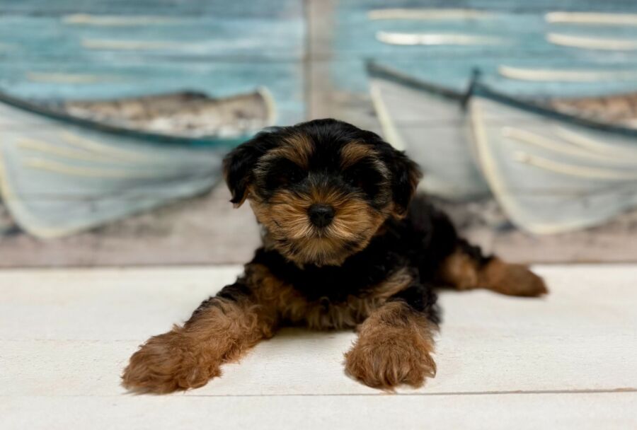 Yorkshire Terrier puppy for sale near Tampa