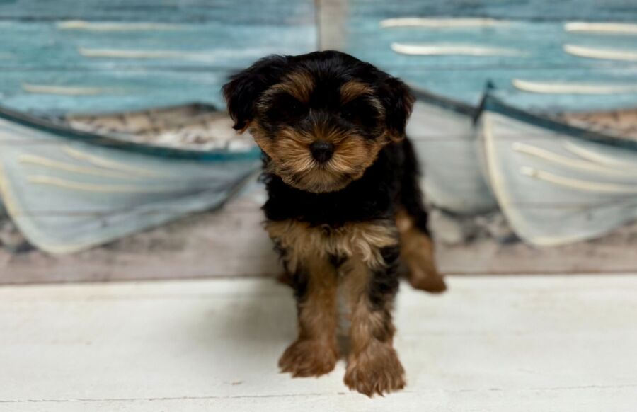 Alfie - Image 2
