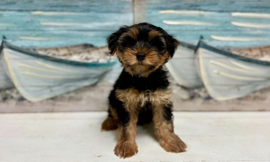 Yorkshire Terrier puppy for sale near Tampa
