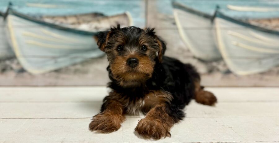 Yorkshire Terrier puppy for sale near Tampa.