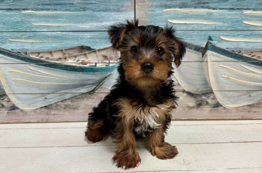 Yorkshire Terrier puppy for sale near Tampa.