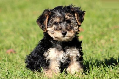 Both pet parents are well-rounded dog