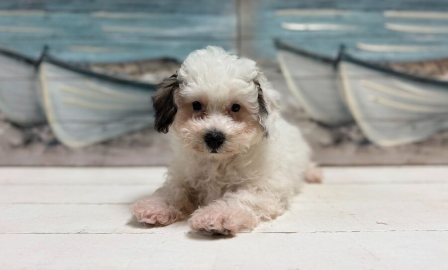Bichon Poo puppy for sale near Tampa.