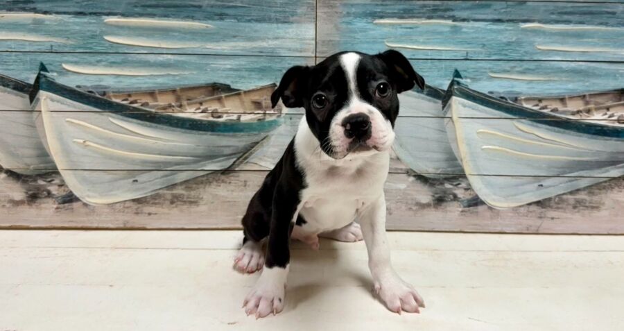 Boston Terrier puppy for sale near Tampa.