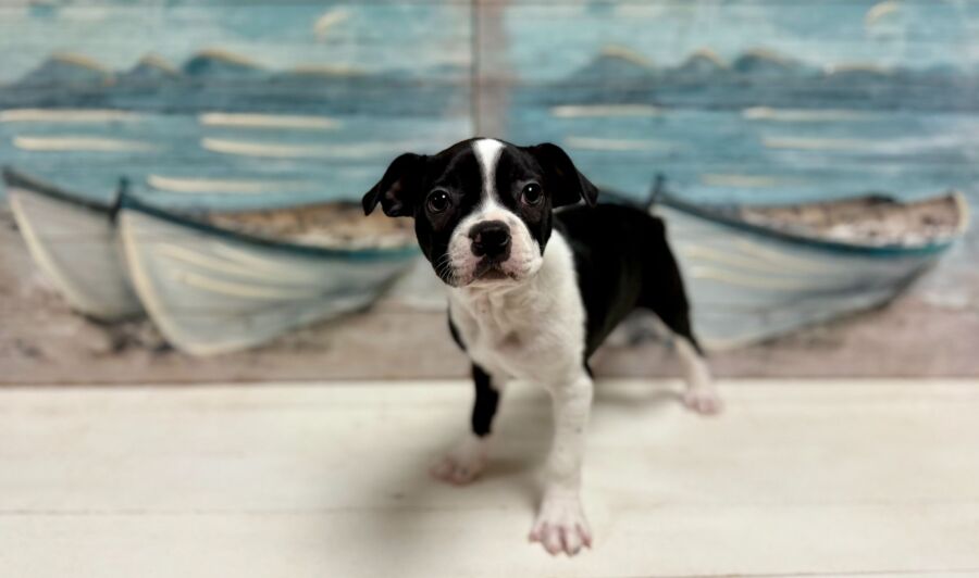 Boston Terrier puppy for sale near Tampa.