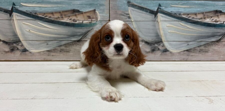 cavalier king charles spaniel puppy for sale near tampa