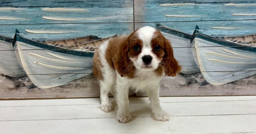 cavalier king charles spaniel puppy for sale near tampa