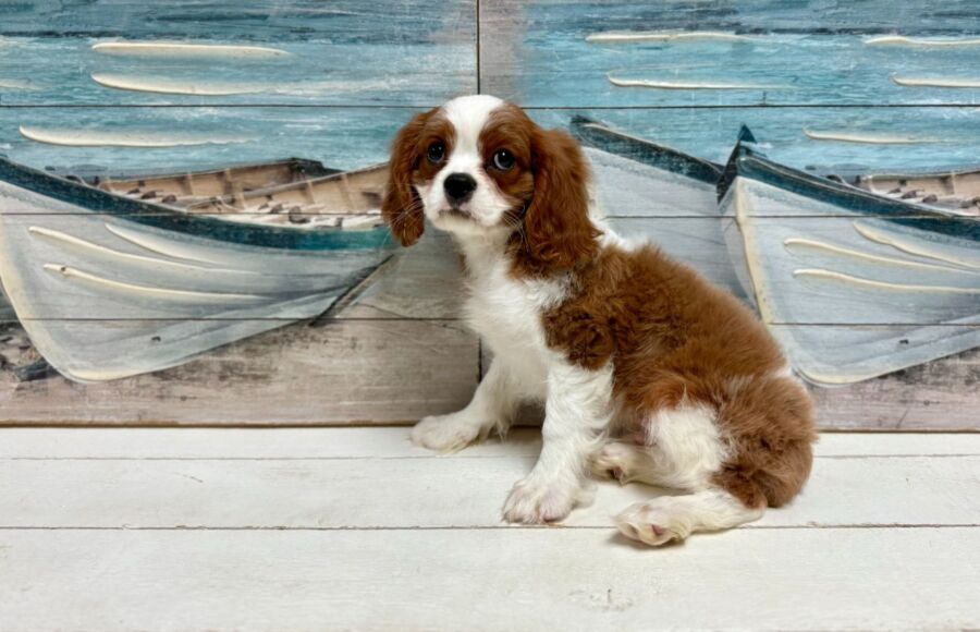 cavalier king charles spaniel puppy for sale near tampa