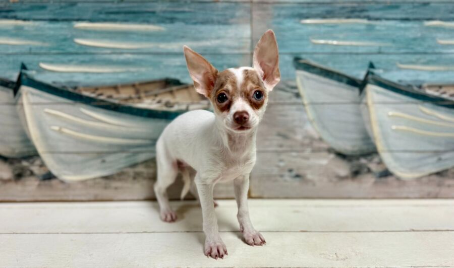 chihuahua puppy for sale near tampa.
