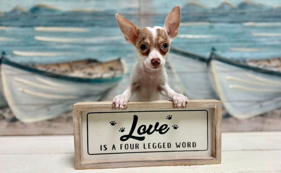 chihuahua puppy for sale near tampa.