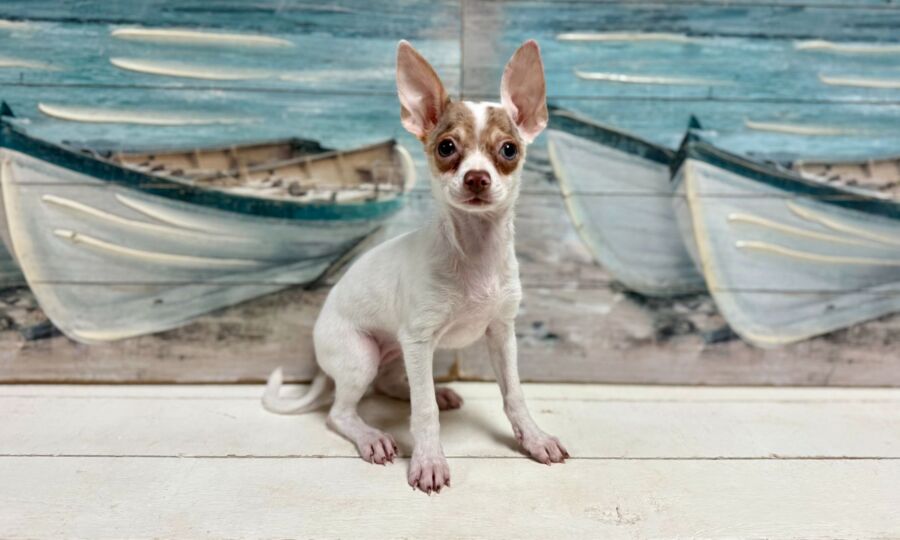 chihuahua puppy for sale near tampa.