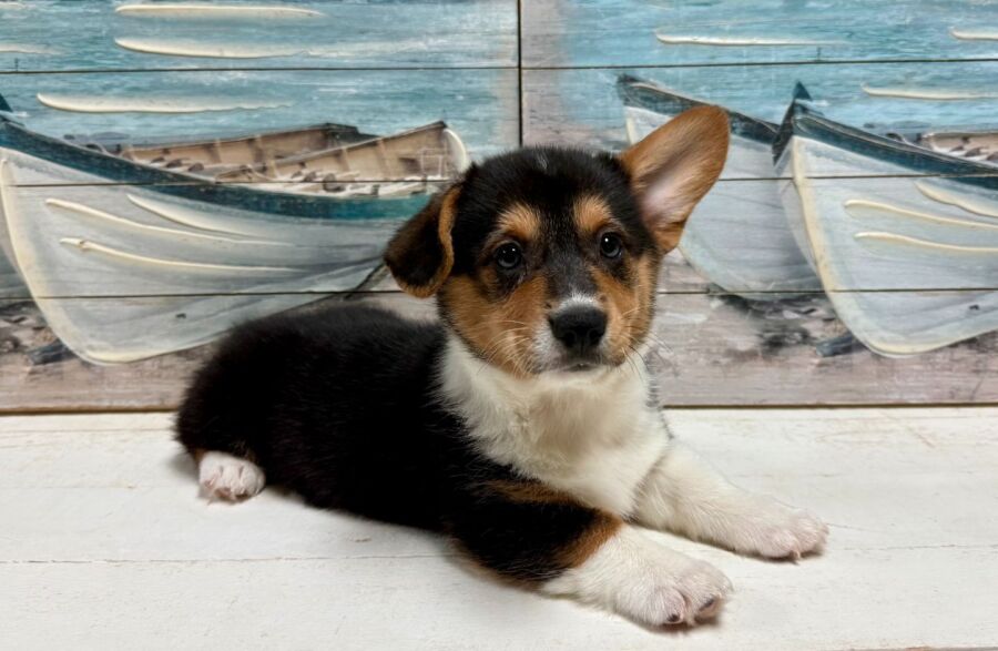 Corgi puppy for sale near tampa.